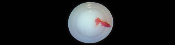 《盤中魚 Fish on Dish》1992